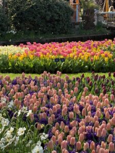 Tulip field-Plaid Travel