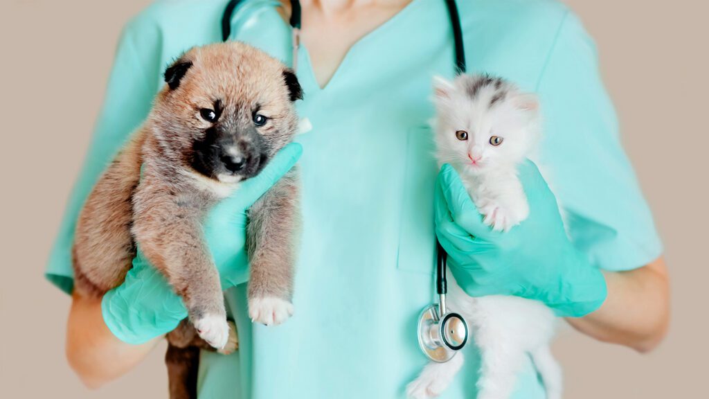 Kitten and Puppy Wellness at Pawsitive Animal Hospital