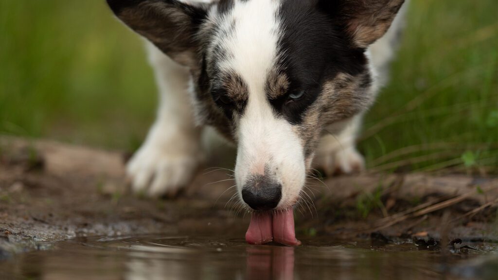 Leptospirosis: The Hidden Water Hazard Every Dog Owner Should Know