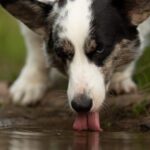 Leptospirosis: The Hidden Water Hazard Every Dog Owner Should Know