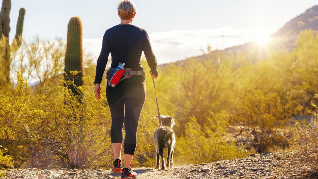 Snake Bites and Summer Walks: Keeping Your Dog Safe