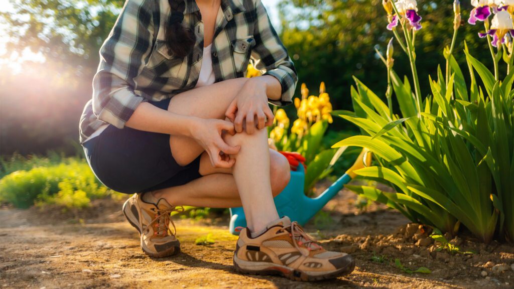 Top 3 Summer Pests