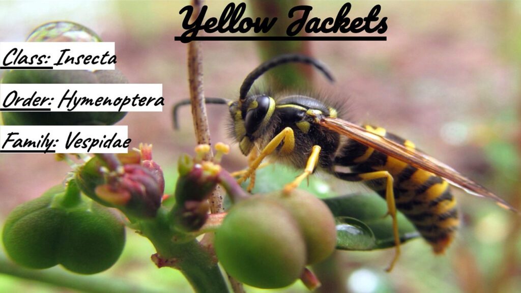 Yellow Jackets Integrity Pest Management, LLC