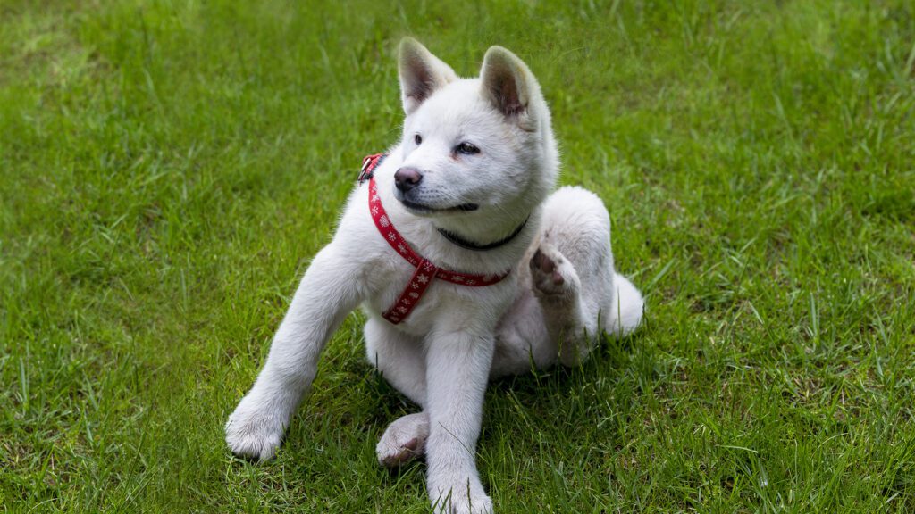 Beyond the Scratch: A Vet’s Guide to Decoding and Defeating Pet Allergies