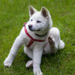 Beyond the Scratch: A Vet’s Guide to Decoding and Defeating Pet Allergies