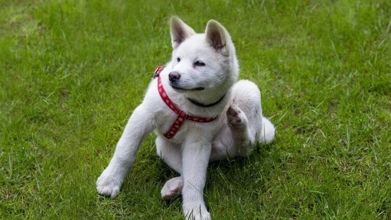 Beyond the Scratch: A Vet’s Guide to Decoding and Defeating Pet Allergies