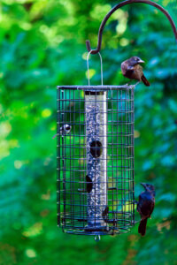 Wild Birds Unlimited (Eden Prairie) feeder cage