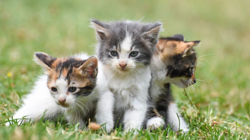 When to Help and When to Wait – What to Do When You Find Kittens Outdoors