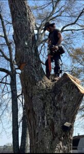 man-in-tree-Stones-Stump-Grinding.jpg