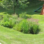 Creating a Rain Garden: A Greener Way to Manage Stormwater