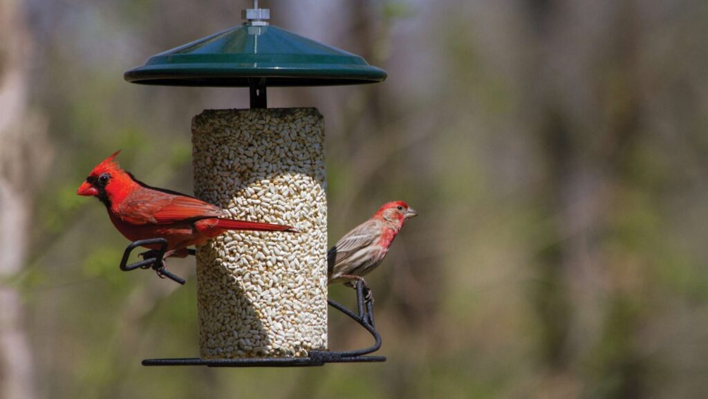 Helping Songbirds Get Their Fair Share