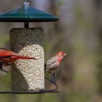 Helping Songbirds Get Their Fair Share
