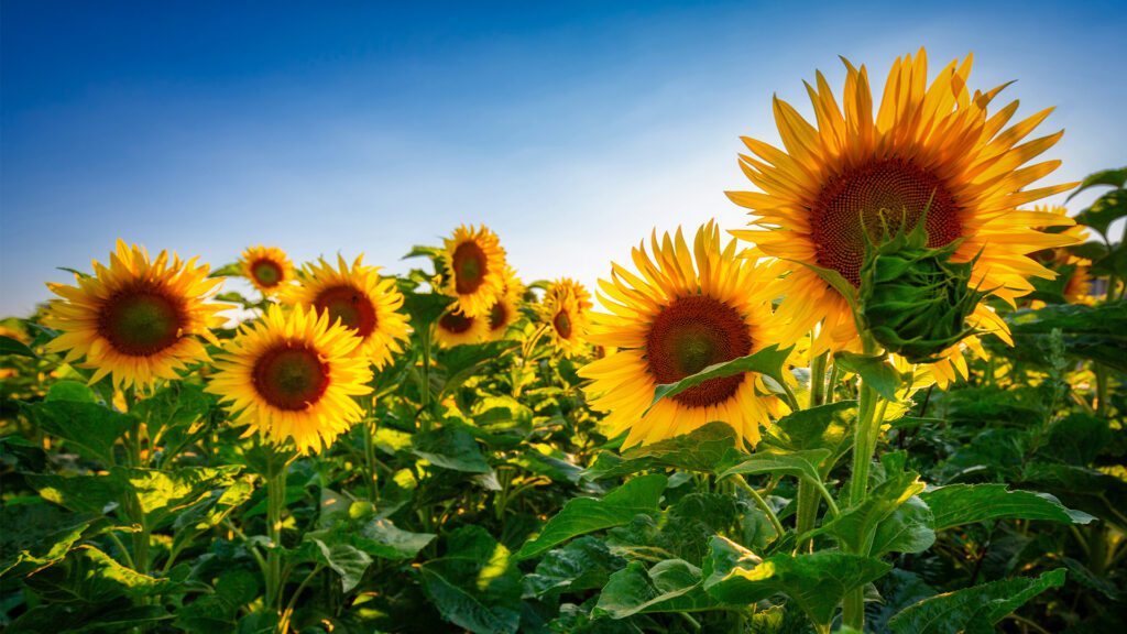 Summer Sun Flowers