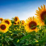 Summer Sun Flowers
