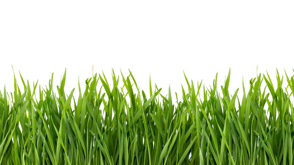 The Late-Summer Lawn Reset: Preparing Your Turf for Fall