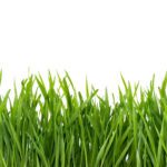The Late-Summer Lawn Reset: Preparing Your Turf for Fall