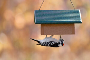 Wild Birds Unlimited (Eden Prairie) upside down suet feeder