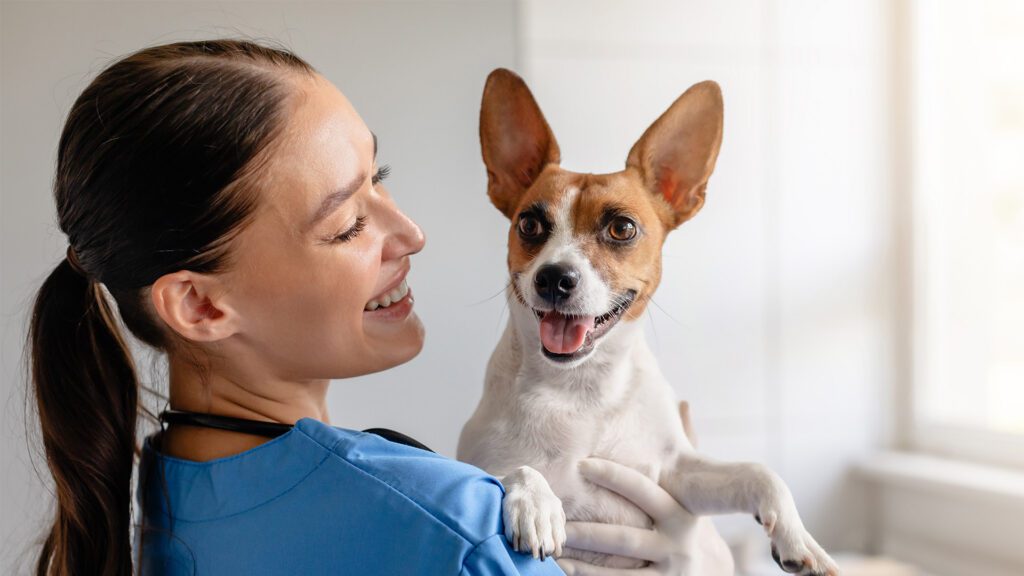 Anesthesia in Pets