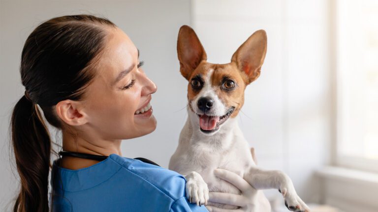 Anesthesia in Pets