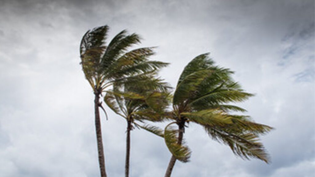 Are Your Trees Ready for Hurricane Season?