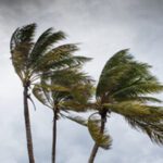 Are Your Trees Ready for Hurricane Season?