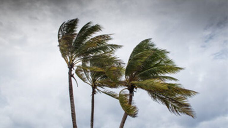 Are Your Trees Ready for Hurricane Season?