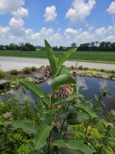 Jackson's Nursery, Inc. flowers