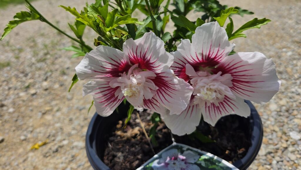 Pollinators Are All the Buzz!