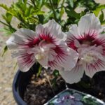 Pollinators Are All the Buzz!
