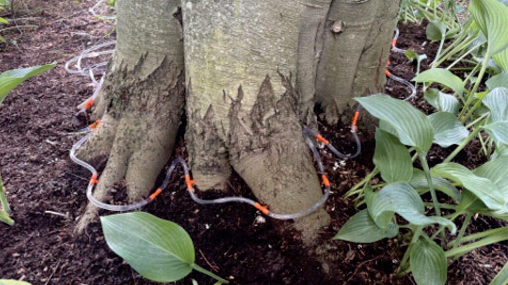 Understanding Beech Leaf Disease (BLD) and the Benefits of  Macro-Infusion Treatments