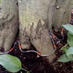 Understanding Beech Leaf Disease (BLD) and the Benefits of Macro-Infusion Treatments