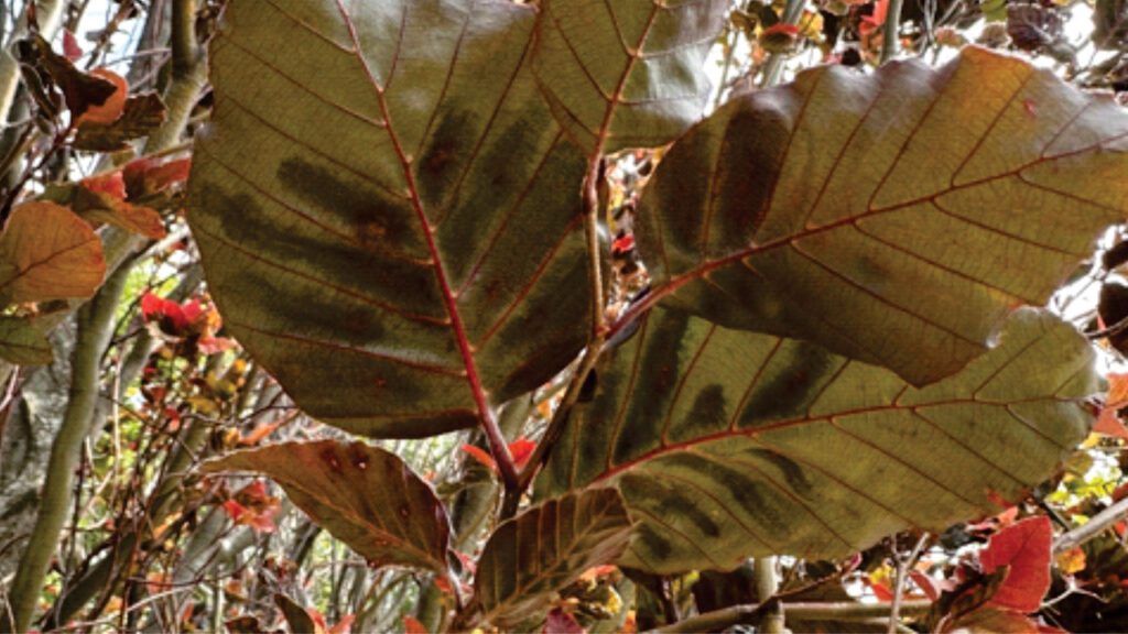 Beech Leaf Disease on leaves Arborwood Tree Service Inc