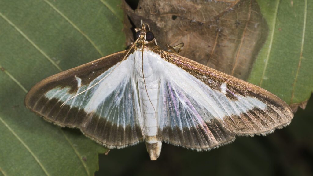 The New Landscape Threat: Confronting the Box Tree Moth in WNY