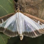 The New Landscape Threat: Confronting the Box Tree Moth in WNY