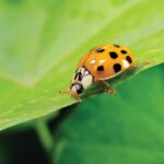 Ladybug, Ladybird, Ladybeetle—Fly Away Home!