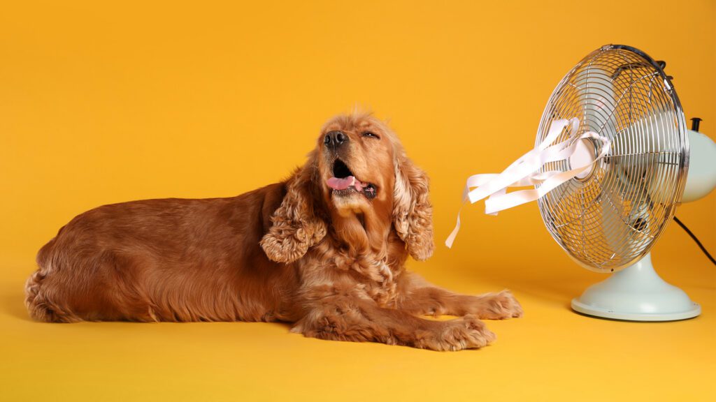 Heat Stroke: Protecting Your Dog From Sweltering Summer Temperatures