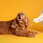 Heat Stroke: Protecting Your Dog From Sweltering Summer Temperatures