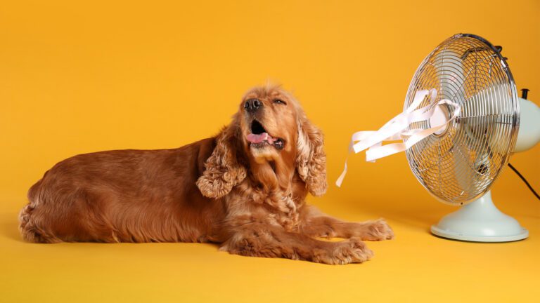 Heat Stroke: Protecting Your Dog From Sweltering Summer Temperatures
