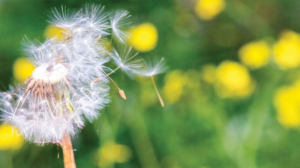 Is It Really “Just Allergies”? When “Normal” Doesn’t Feel Normal: How Allergies Can Impact Everyday Wellness