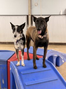 Dog-Camp Bow Wow (Dempsey)