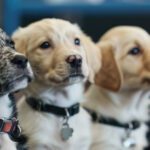 Responsible Dog Ownership: Building a Lifetime Partnership
