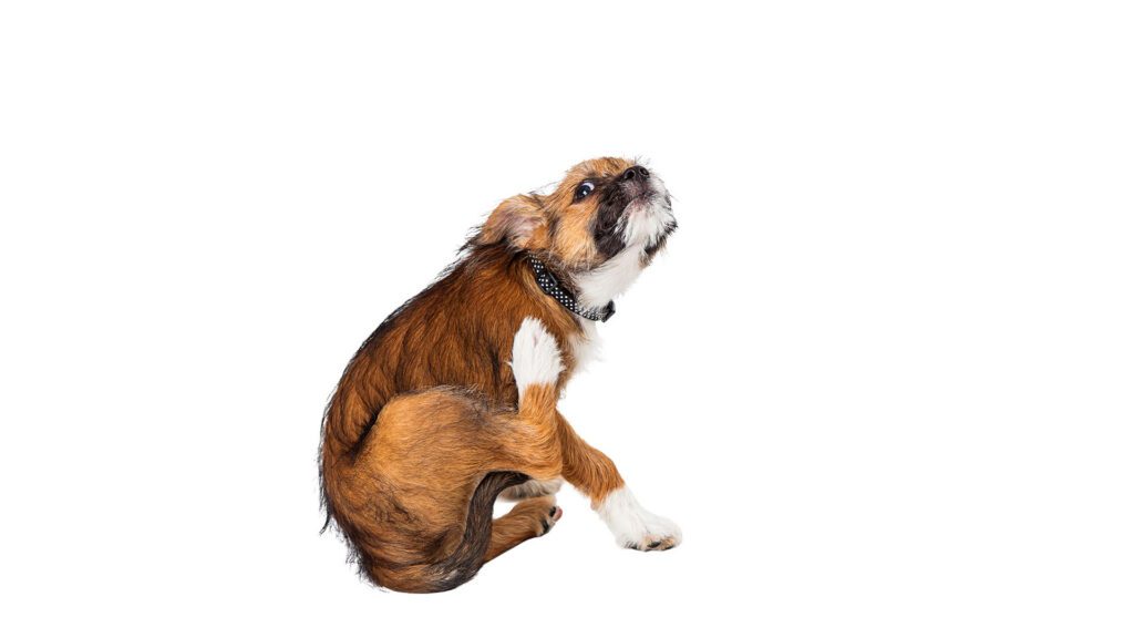 Fall Flea Prevention: Why Autumn Is One of the Most Important Times to Protect Your Pet