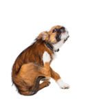 Fall Flea Prevention: Why Autumn Is One of the Most Important Times to Protect Your Pet