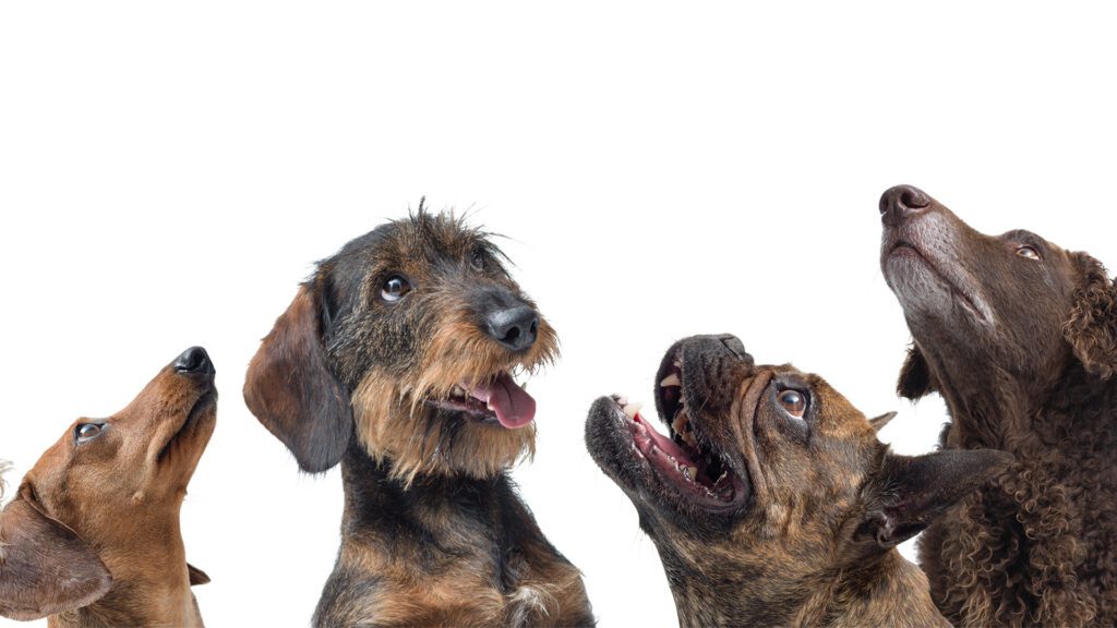 Summer Coat Care: What Your Dog’s Fur Can Reveal About Their Health