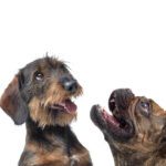 Summer Coat Care: What Your Dog’s Fur Can Reveal About Their Health