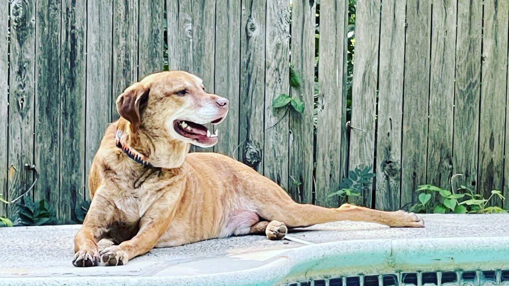 The Secret to Enjoying Summer? Follow Your Dog’s Lead