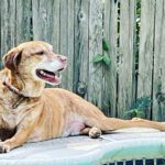 The Secret to Enjoying Summer? Follow Your Dog’s Lead