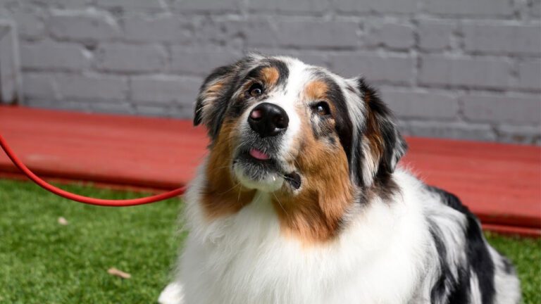 Not All Dog Boarding Is Created Equal: What High-End Care Actually Looks Like