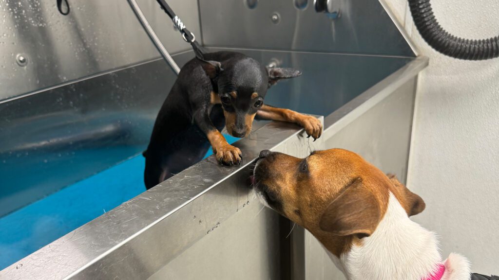 Why It’s Important to Start Grooming Puppies as Young as 8 Weeks Old