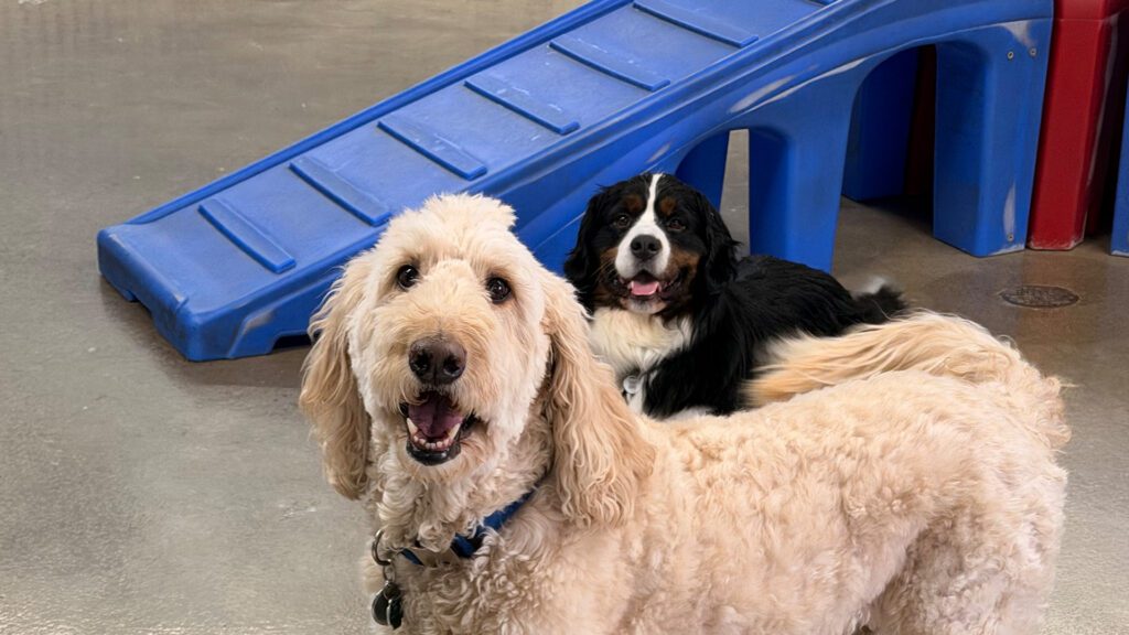 Keeping Your Canine Happy and Healthy All Summer Long
